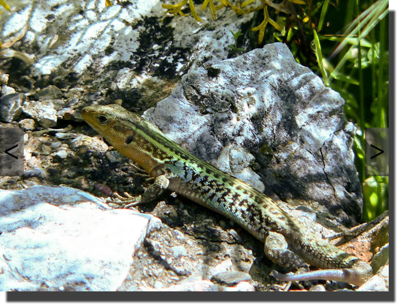 Podarcis peloponnesiacus